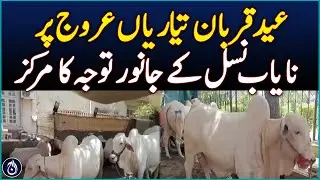 Rare Breed Animals Steal Spotlight Ahead of Eid - Aaj News