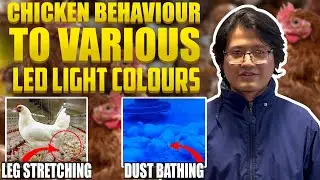Chicken Behaviour to Various LED Light Colours