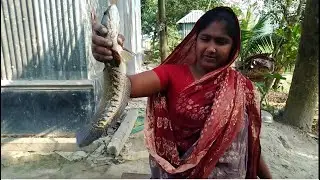 Deshi Styel Shol Fish Curry Recipe Vlog / Traditional Shol Fish Curry