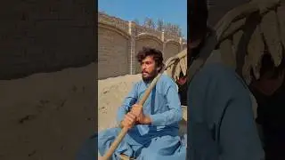 Great intellect or buffalo #desivines #funny #vfx #comedy #cricket #fun #poetry #goat #emotional