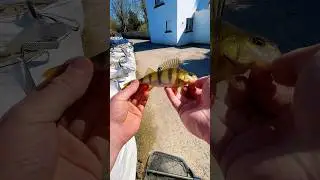 Irish Perch Hit Different! #fishing #viral #perch #ireland #fish #fyp #shorts #reels #lures