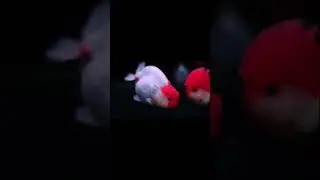 Oranda Japon Balığı 🐠  Akvaryumun Zarif G&uuml;zelliği! #shorts
