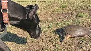 Curious Great Dane Puppy Meets Her First Turtle