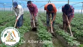 Earthing up and loosening the soil during growing period of Potato plants are extremely important..