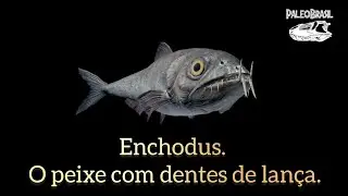 Enchodus. O peixe com dentes de lan&ccedil;a.