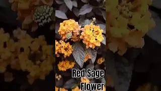 #Red Sage Flower@Amazing World Views