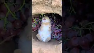 The nature of Allah #miracle #rescue #horror