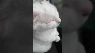 Don not sleep | Не спать | Nature Beauty Shorts Feed