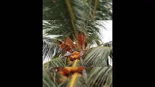 🇲🇻 Palm trees forest, Mathiveri island, Maldives. #maldives #palm #palmforest #palmtree #island