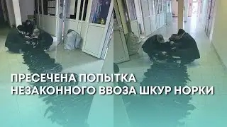 State Tax Service officers stopped an attempt to illegally import mink skins.