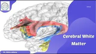 cerebral white matter