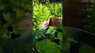 Try This To Save Money In Your Garden #short #garden #gardening #gardenidea #shorts #new #newvideo