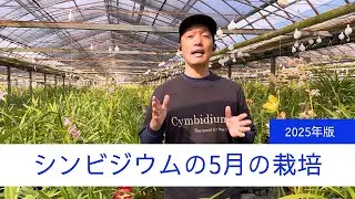 5月のシンビジウム栽培【2025年版】