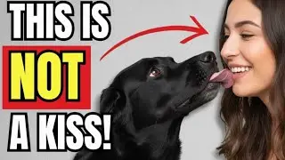 When Your Dog Licks You&hellip; THIS Is What It Really Means (Not What You Think!)🐶💦❤️