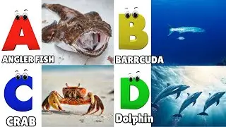 ABC Song | Sea Animals ABC Song | Phonics for Kids, Learn ABC, Baby Alphabet Letters