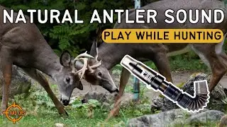 SOUND ONLY: Young Bucks Sparring + Grunt ALL Season Hunting Call