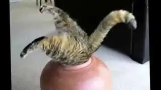 Gatti "Mici-Diali" - Funny Cats Compilation #1