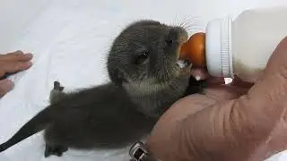 NUTRIA EUROPEA (Lutra lutra) LA RIOJA. ESPA&Ntilde;A. 19.01.2023