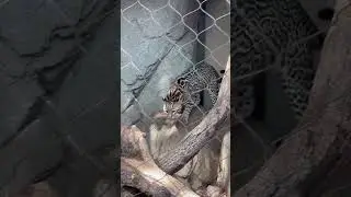 Houston zoo - Different wild cat breeds #houston #zoo #houstonzoo #texas