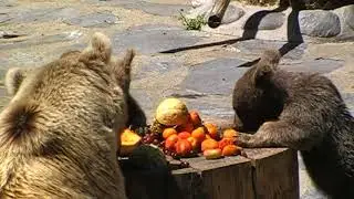 New bear cubs at Servion Zoo, Switzerland 2018
