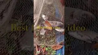 Most popular cast net fishing video #fishing #trending #foryou #fish #fyp #shorts #short #shortvideo