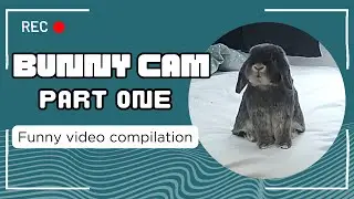 Funny Bunny Moments Caught on Pet Security Camera Compilation!