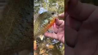 Have you caught a Redbreast Sunfish?