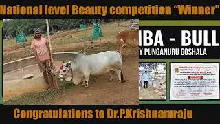 National level Punganuru Bull Beauty contest winner!! | Samba the Bull | Punganuru cows