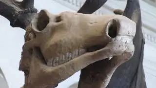 I saw skeleton of The Great Irish Deer || Biswajit Guha Roy