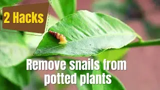 Remove snails from potted plants without damaging the soil