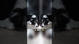 Dog Behavior Explained 🐶 Why Dogs Lean on You