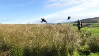 Goshawk vs Pheasant!