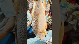 popular tasty Coral fish Cutting Skills||India