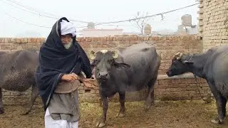 Buffalo farming in winter.buffalo Care in Punjab.