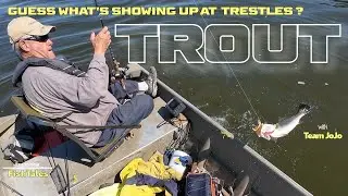 Угадайте, что будет в Trestles Trout