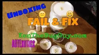 KenTheBugGuy Unboxing - Giant Vinegaroon - Asian Forest Scorpion - Regal Jumping Spider