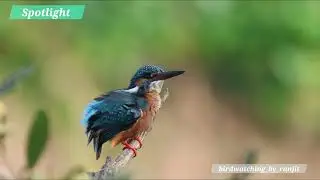 Spotlight series - common kingfisher #commonkingfisher #birdwatching_by_ranjit 