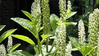 Phytolacca americana