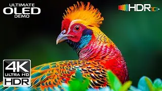 Best of 4K HDR 60FPS Video | Ultimate 4K Video Ultra HD (4K /8K TV)
