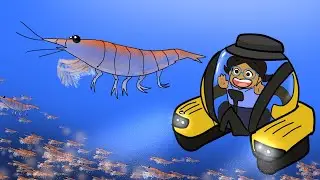 Antarctic Krill & Why They're Important!