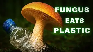 Fungus That Eats Plastic 🍄 #trgroy #facts 