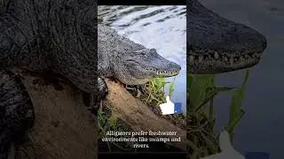 #facts Difference Between Crocodile & Alligator #gk #current affairs