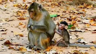 HUNGRY AND SAD ALBA...LOOK BACK TO ME MUMMY...TINY ALBA SIT BEHIND MUM ANNA ASKED MILK