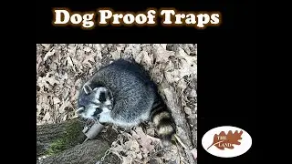 Dog Proof Trap Prep