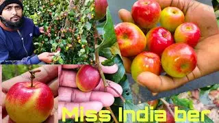 Miss India apple ber plant by Everfit Agro Farm 9734020436 #viralvideo