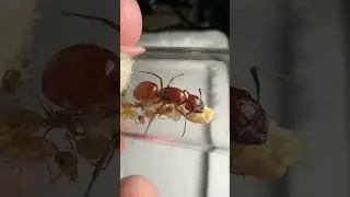 WHY I love CARPENTER ANTS