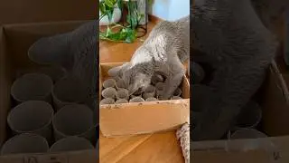 Cats + cardboard + treats = instant entertainment😺 #happycats #diy #catlife #catplaying #catslove