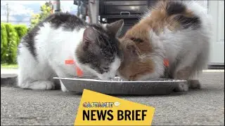 Overwhelming cat population