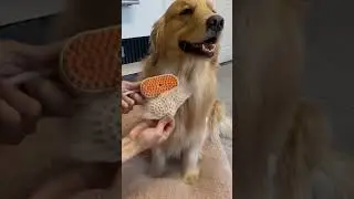 Smart Grooming Solutions: Ergonomic Pet Brush, Anti-Mat Dog Slicker, Gentle Cat Comb
