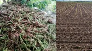HOW I WENT TO WATERLEAF BONE MARKET TODAY,  BED PREPARATION FOR FARMING.